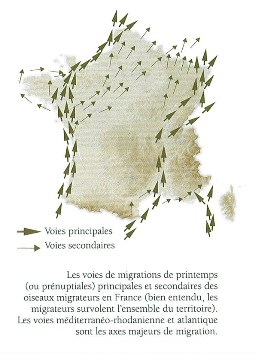 Principales voies de migration prénuptiale en France. Source:La France à tire d'ailes. P.J. Dubois et E. Rousseau. Delachaux et Niestlé ed.